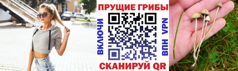 Галлюциногенные грибы GOLDEN TEACHER  Снежногорск 